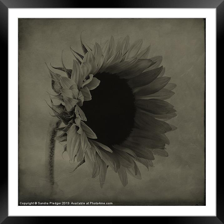 Sunflower Framed Mounted Print by Sandra Pledger