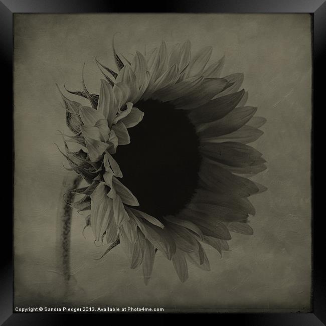 Sunflower Framed Print by Sandra Pledger
