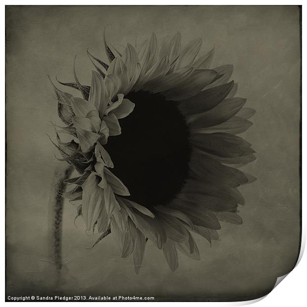 Sunflower Print by Sandra Pledger