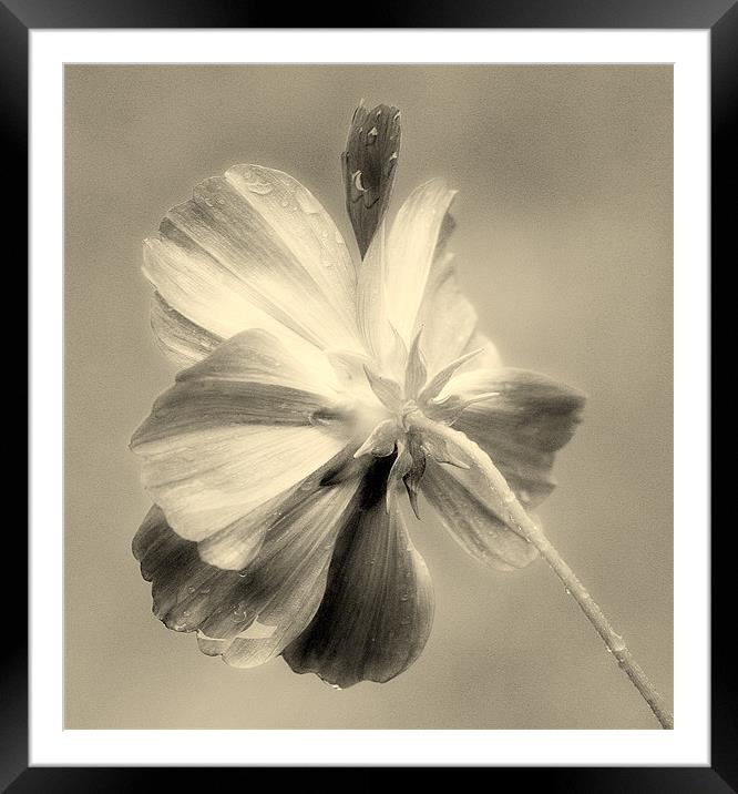 Weathered Spring Framed Mounted Print by Louise Godwin