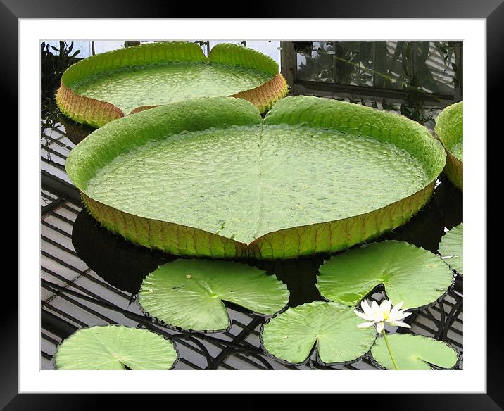 Giant lily pad Framed Mounted Print by Ruth Hallam