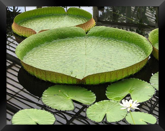 Giant lily pad Framed Print by Ruth Hallam