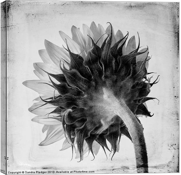 Sunflower:the other side Canvas Print by Sandra Pledger