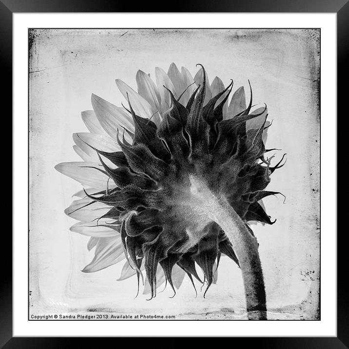 Sunflower:the other side Framed Mounted Print by Sandra Pledger