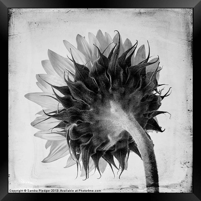 Sunflower:the other side Framed Print by Sandra Pledger