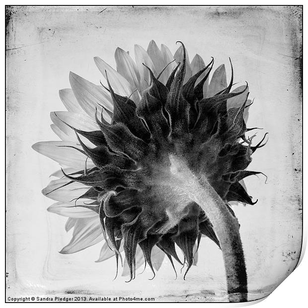Sunflower:the other side Print by Sandra Pledger