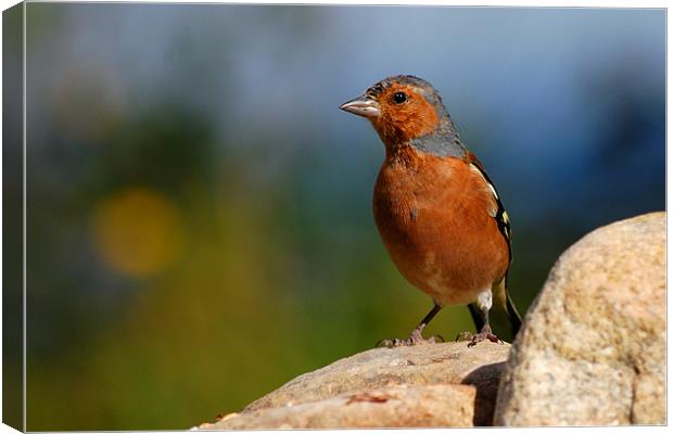 Chaffinch Canvas Print by Macrae Images
