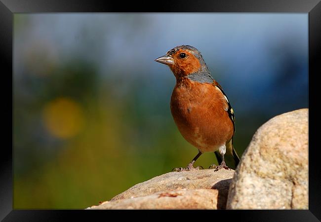 Chaffinch Framed Print by Macrae Images