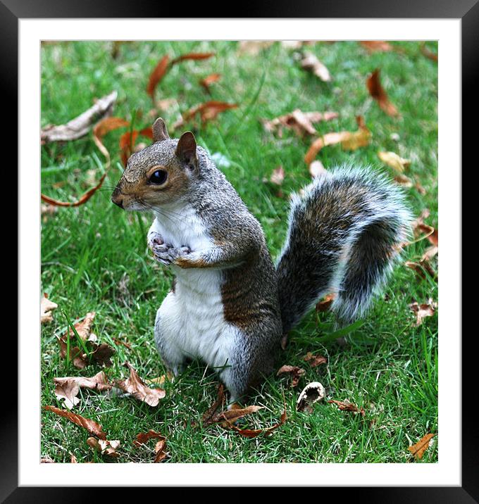 Squirrel Framed Mounted Print by Ruth Hallam