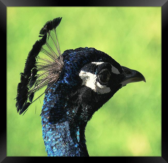 Peacock Head Framed Print by Ruth Hallam