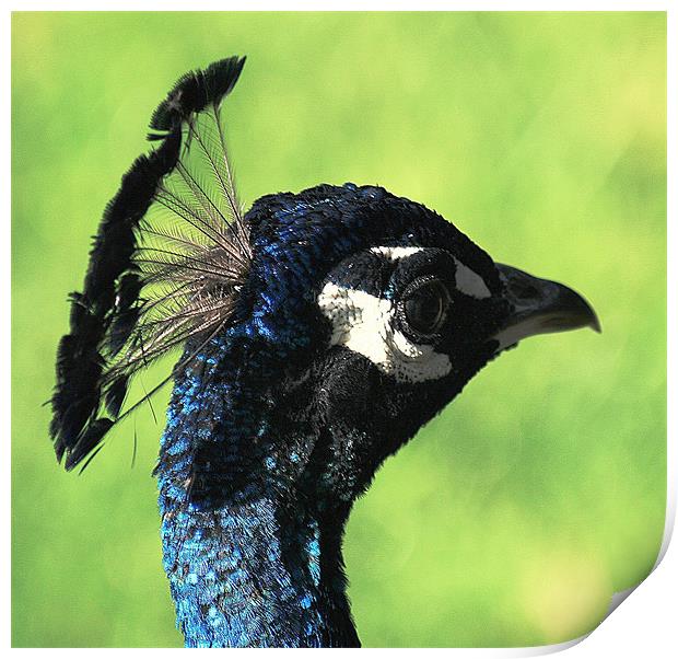Peacock Head Print by Ruth Hallam