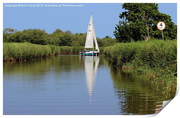 Sailing on the Norfolk Broads Print by Avril Harris