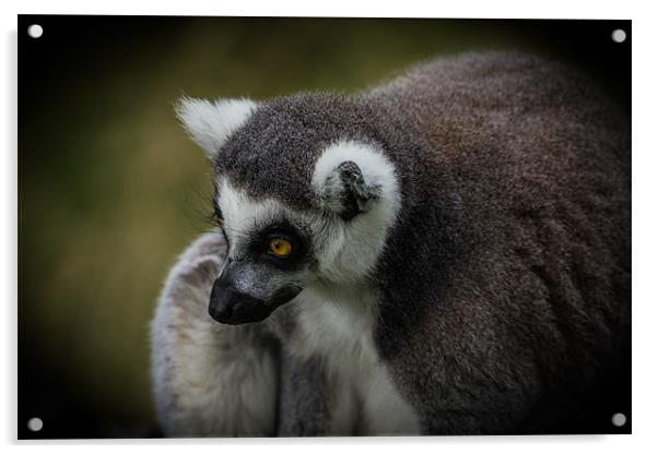 Ring-Tailed Lemur Acrylic by Celtic Origins