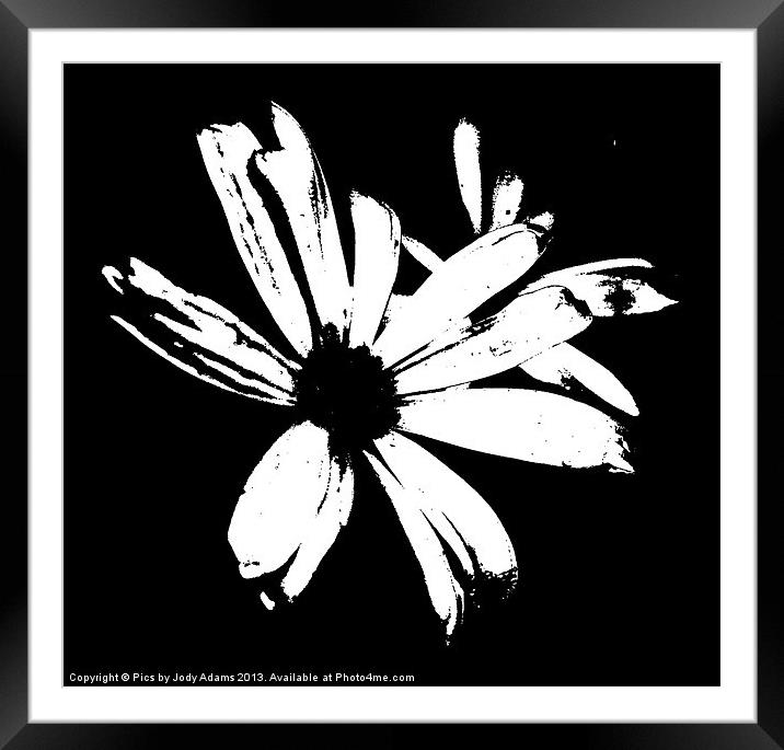 BW Daisie Framed Mounted Print by Pics by Jody Adams