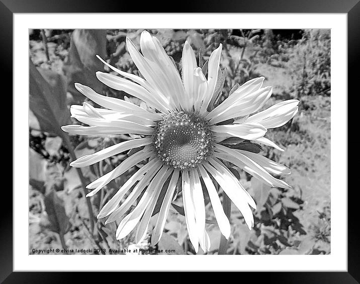 black and white flower Framed Mounted Print by elvira ladocki