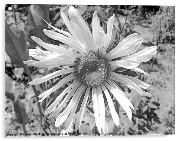 black and white flower Acrylic by elvira ladocki