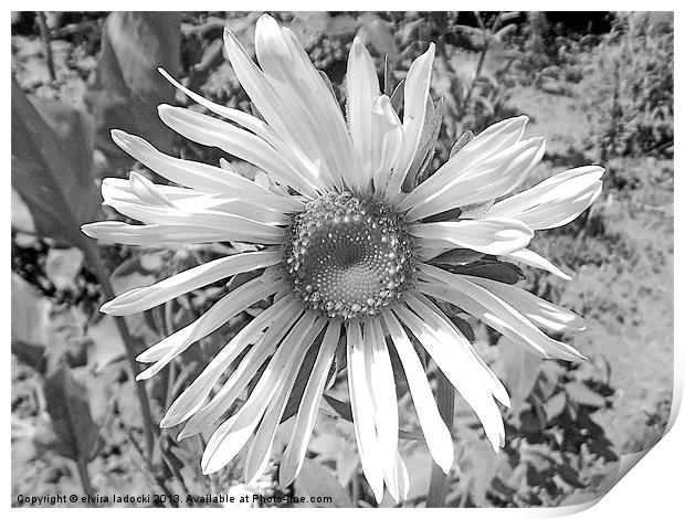 black and white flower Print by elvira ladocki