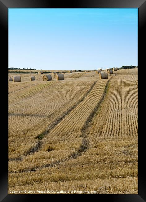 Bailed hay in field Framed Print by Lloyd Fudge