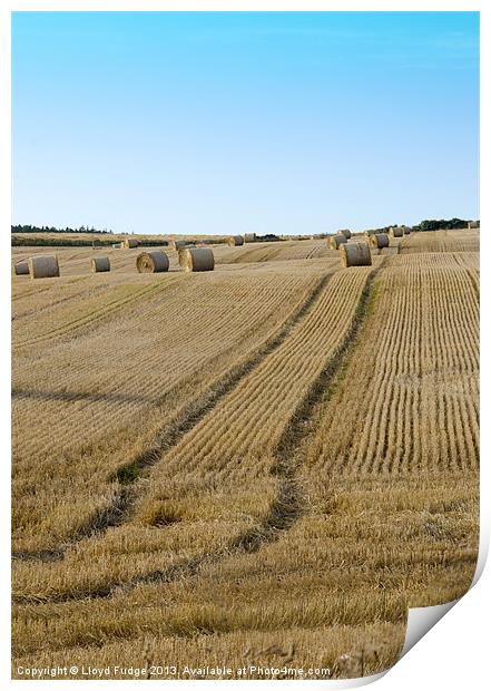 Bailed hay in field Print by Lloyd Fudge