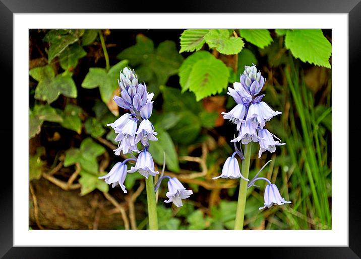 Bluebells Framed Mounted Print by Frank Irwin