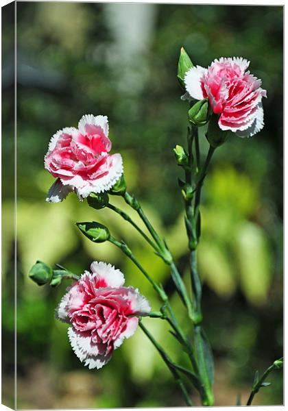 Carnations (Dianthus) Canvas Print by Frank Irwin