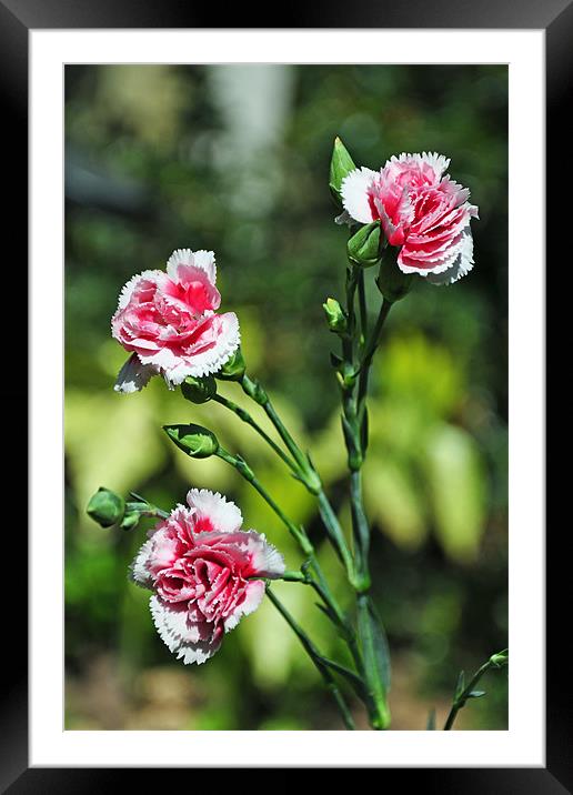 Carnations (Dianthus) Framed Mounted Print by Frank Irwin