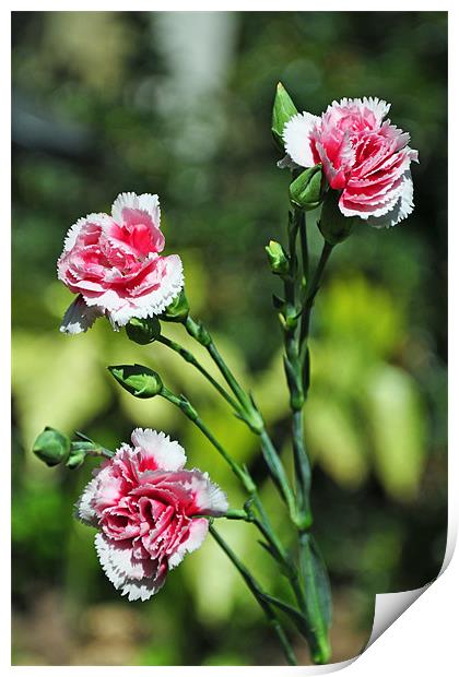Carnations (Dianthus) Print by Frank Irwin