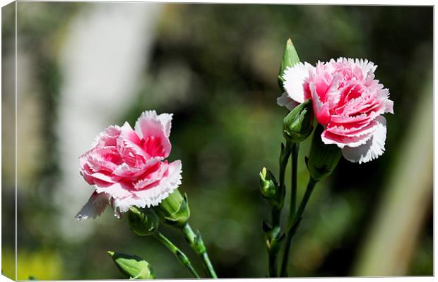 Carnations (Dianthus) Canvas Print by Frank Irwin