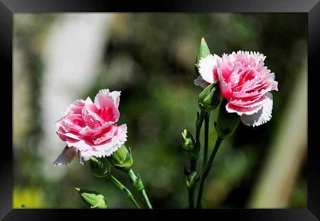 Carnations (Dianthus) Framed Print by Frank Irwin