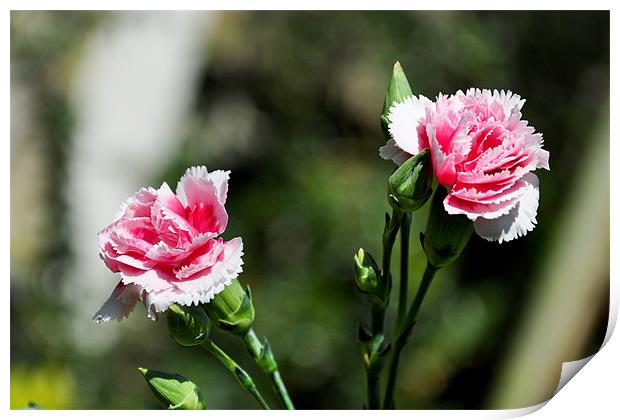 Carnations (Dianthus) Print by Frank Irwin