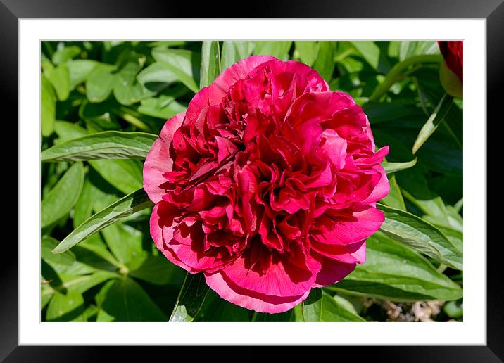 Peony Framed Mounted Print by Frank Irwin