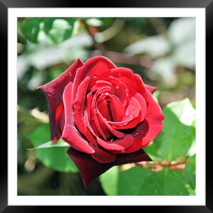 Red Hybrid Tea rose Framed Mounted Print by Frank Irwin