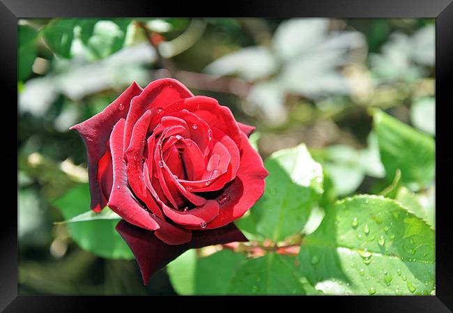 A Beautiful Hybrid Tea rose Framed Print by Frank Irwin