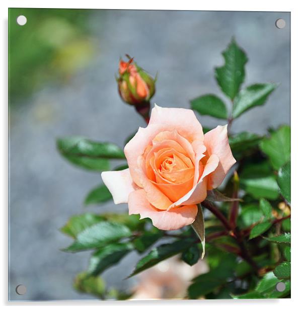 A Beautiful hybrid Tea Rose Acrylic by Frank Irwin