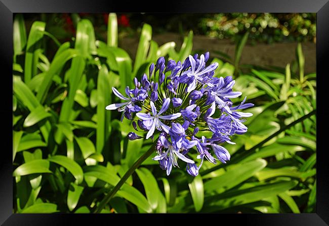 Agapanthus, beautiful and unusual Framed Print by Frank Irwin