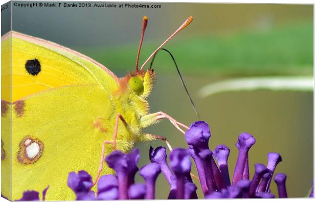 Clouded Yellow Butterfly Canvas Print by Mark  F Banks
