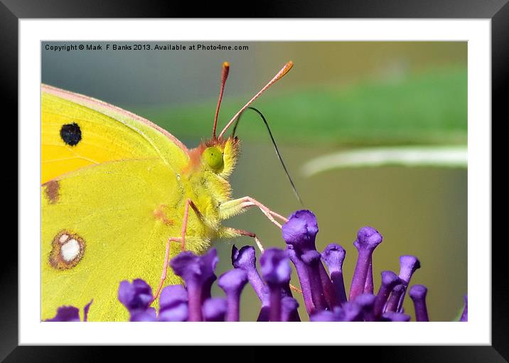 Clouded Yellow Butterfly Framed Mounted Print by Mark  F Banks
