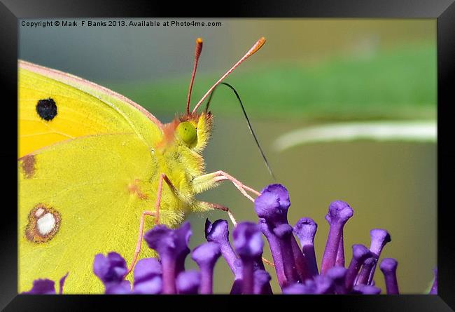 Clouded Yellow Butterfly Framed Print by Mark  F Banks