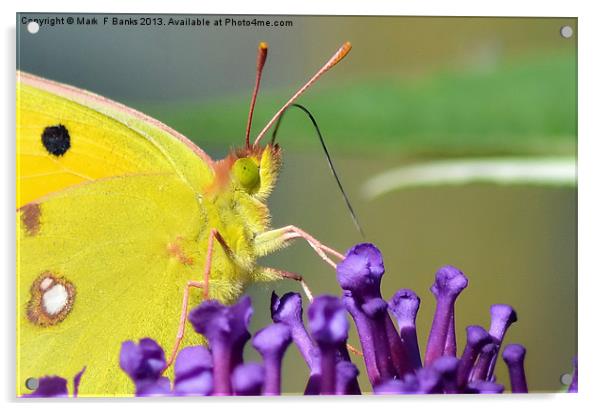 Clouded Yellow Butterfly Acrylic by Mark  F Banks