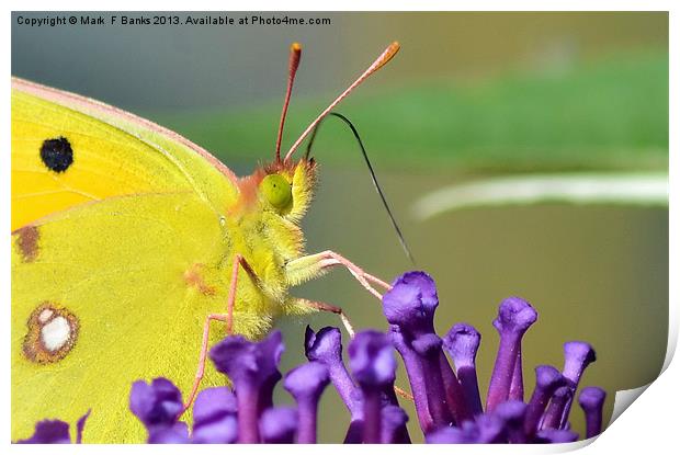 Clouded Yellow Butterfly Print by Mark  F Banks