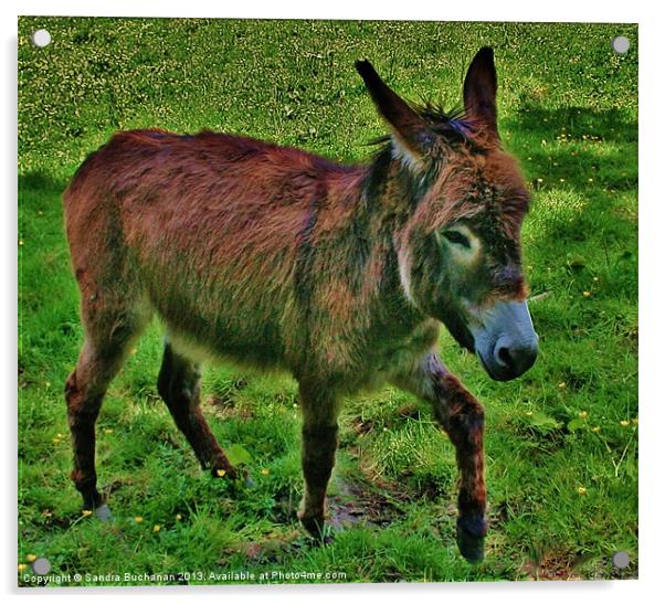 Little Donkey Acrylic by Sandra Buchanan