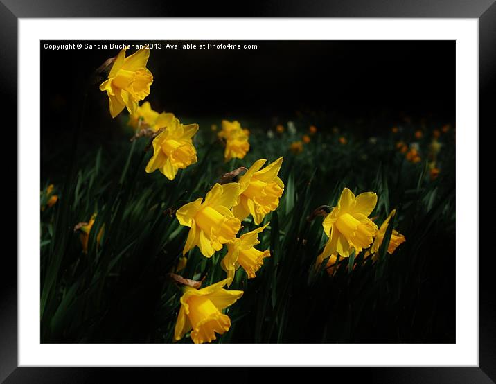 Daffodils Framed Mounted Print by Sandra Buchanan