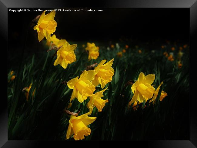 Daffodils Framed Print by Sandra Buchanan
