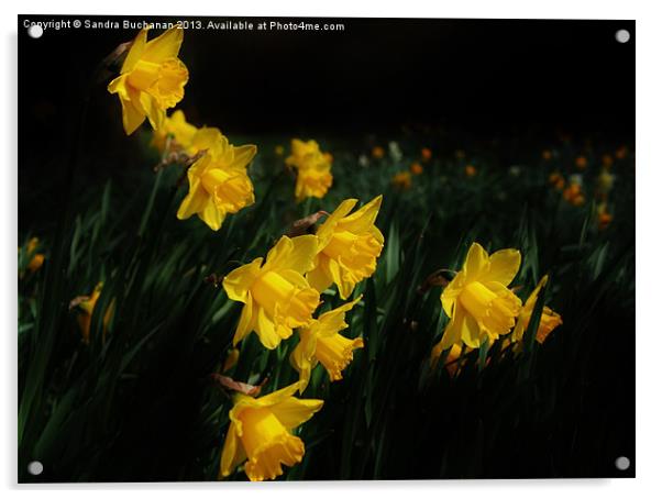 Daffodils Acrylic by Sandra Buchanan