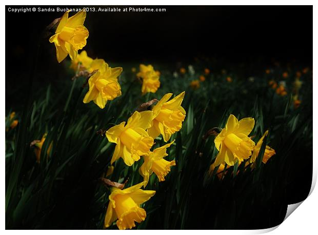 Daffodils Print by Sandra Buchanan