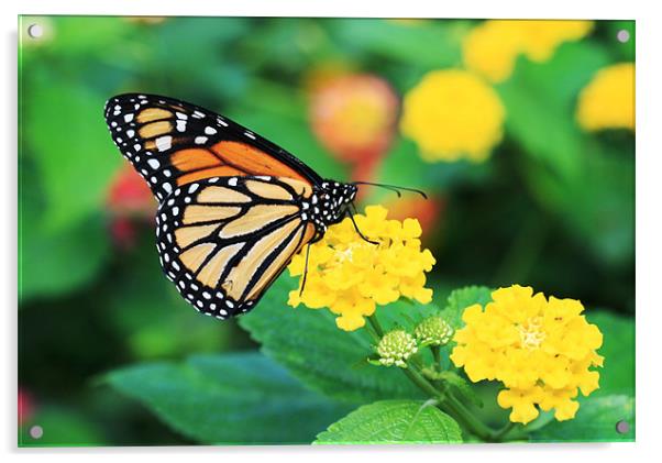 Monarch Butterfly Acrylic by Ruth Hallam