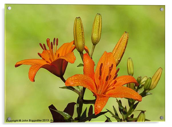 Garden Lilies Acrylic by John Biggadike