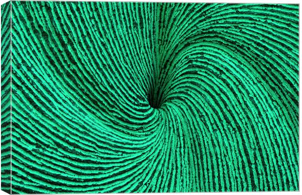 Green spiral Canvas Print by Ruth Hallam