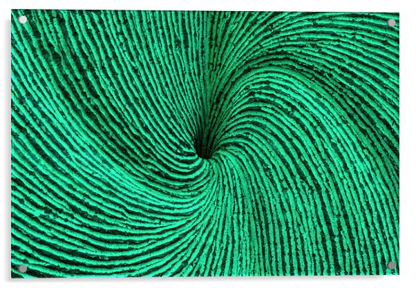 Green spiral Acrylic by Ruth Hallam