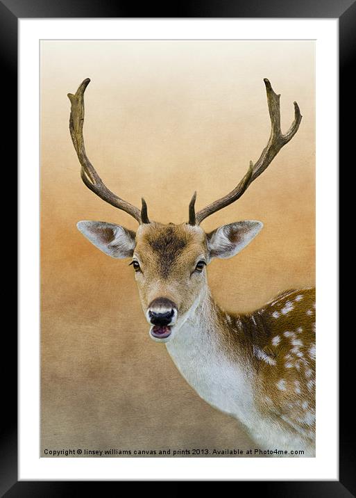 Fallow Deer Stag Framed Mounted Print by Linsey Williams